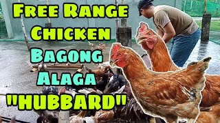 HUBBARD CHICKEN  UPDATE SA AKING BACKYARD FREE RANGE CHICKEN  BAGONG ALAGA [upl. by Dimah]