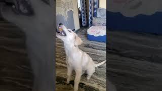 roxie goldenritriever doglover petowner pets labrador shortvideo shortsyoutube [upl. by Binni]