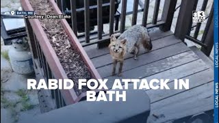 Rabid fox attacks man in Bath reigniting concerns of wildlife threats [upl. by Nylednarb]