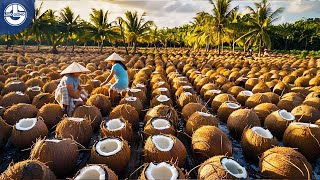 Coconut Oil Production Inside a Coconut Factory From Harvest to Oil and Sugar Production [upl. by Nosro974]