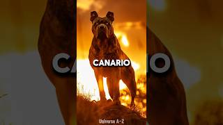 Presa Canario  The Most Dangerous Dog Breeds [upl. by Port469]