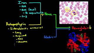 Microcytic Anemia  The Major Causes [upl. by Bodrogi]