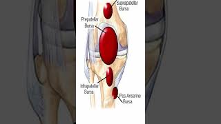 Pes Anserine Bursitis Shorts [upl. by Redlac]