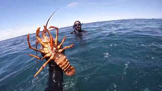 Kaikōura Dive Jan 2023  Kōura Crayfish Kina and Butterfish [upl. by Edithe152]