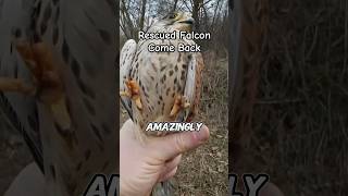 Rescued Falcon Returns to Thank Its Rescuer  Wild Animals [upl. by Noakes]