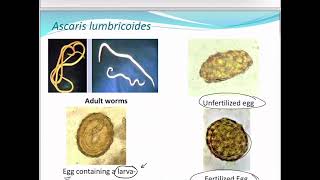 Parasitemetazoa [upl. by Isoj]