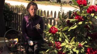 How Do I Fertilize Rhododendrons  More Gardening Advice [upl. by Adnolohs]