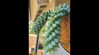 Planting Sedum quotBurritoquot in a Hanging Basket [upl. by Nileuqay]