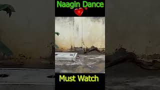 Cobra Couple Dancing  Indian Snake naag naagin dancevideo trending shorts [upl. by Moffat]