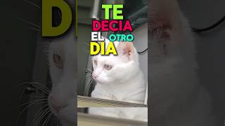 ¿Y TU GATO es CHISMOSO 😺 gatosgrasiosos gatos cat [upl. by Mcdade]