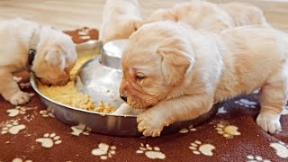 Labradors Eat Their First Meal [upl. by Kristopher903]