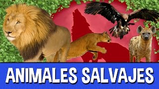 Animales Salvajes para niños [upl. by Mitchael379]