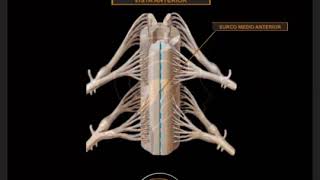 VIDEO PRÁCTICO  CONFIGURACIÓN EXTERNA DE LA MÉDULA ESPINAL [upl. by Aerdnek]