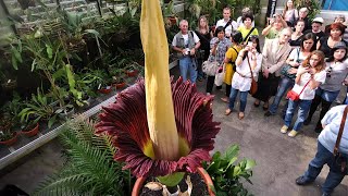 Amorphophallus titanum The Enigmatic Corpse Flower [upl. by Nywles]