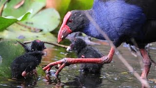 Purple Swamphen with chicks [upl. by Nashom305]