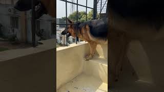 german shepherd dog barking on dogs  dog barking  gsd dog barking  puppy barking [upl. by Inigo]