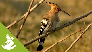 The Hoopoe attack [upl. by Cita]