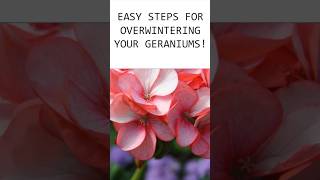 Discover how easy it is to overwinter annual geraniums geraniums gardening gardeningtips [upl. by Ulyram]