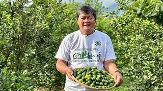 3M per ha per month kita sa Kalamansi farm sa Zamboanga City Bakit mas mataas kaysa sa Luzon [upl. by Adiana]