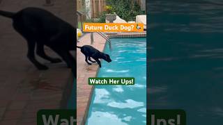 Puppy Duck Dog She’s Got Ups 4 Month Old Black Lab Makes Epic Leap [upl. by Yelyac]