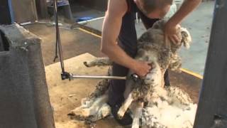 How to Shear  Shearing Merino sheep Fine Wool [upl. by Duile]