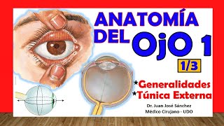 🥇 Anatomía del OJO 13  Generalidades y Túnica Externa [upl. by Ynnavoig830]