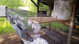 Automatic Water System for Meat Rabbits [upl. by Blus]