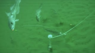 Weird fishing rigs underwater footage 😲🎣🐟🐟🐟 [upl. by Gervais132]