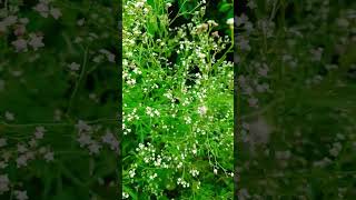 Parthenium commonly known as congress grass [upl. by Streeter504]