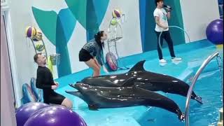 Dubai Dolphin Dance। Dolphin show। ডলফিন মাছের খেলা [upl. by Eentruok]