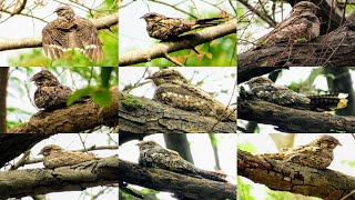 JUNGLE NIGHTJAR at Sindhrot Nature Education Park Vadodara  GREY NIGHTJAR [upl. by Bubb908]