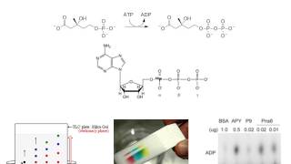 Enzymatic Assays [upl. by Nassi517]