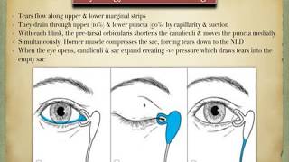 Anatomy of the lacrimal system [upl. by Kirima607]