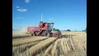 cosechadora vassalli 910 cosechando trigo harvest [upl. by Eaned]