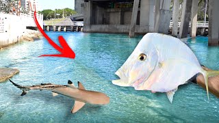 I Caught CREEPY FISH Under a Bridge [upl. by Askwith]