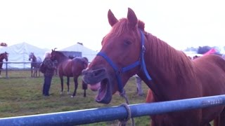 Foire de Lessay  le foirail avec ses chevaux [upl. by Suehtomit642]