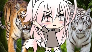 Roar 🐯 sub español gacha life Zerina neko [upl. by Introk]