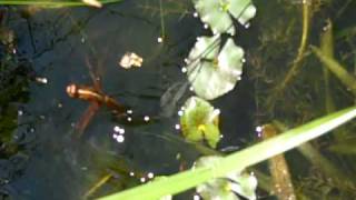 Dragonfly laying eggs in a pond [upl. by Mellie]