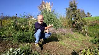 Video 258  Muhlenbergia capillaris in fioritura [upl. by Geoffry]