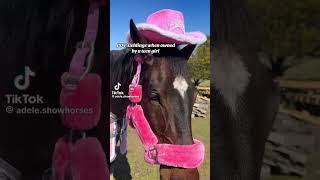 POV Geldings when owned by girly girls 😍😍 horse showjumping horseriding horsegirls [upl. by Dari158]