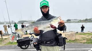 Top off the morning jigging the bottom Cape cod canal fishing 7142024 [upl. by Hadlee]