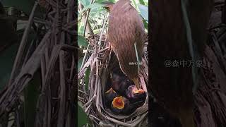 With plentiful food around the Chinese Hwame boldly raises four chicks birds nature wildlife [upl. by Monto]