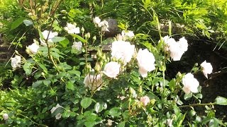 how to tie a climbing rose to an obelisk [upl. by Pani]