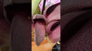 Bulbophyllum orchid galore at wwwkrullsmithcom [upl. by Elnar]