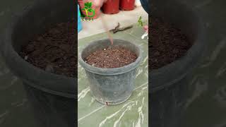 زراعة شجرة الآس من العُقل Growing Myrtle from Cuttings [upl. by Aiselad145]