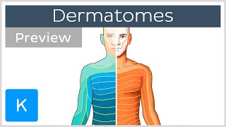 Dermatomes made easy preview  Human Anatomy  Kenhub [upl. by Iz]