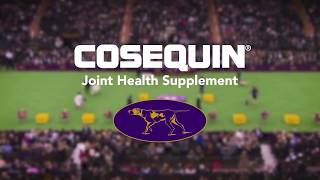 Joint Health for All Dogs  COSEQUIN® Joint Health Supplements [upl. by Gerick]