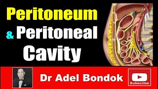 Peritoneum Peritoneal Cavity Lesser Sac Greater Sac and Peritoneal Recesses Dr Adel Bondok [upl. by Vite]