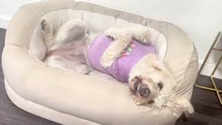 Expert Dog Trainer Shares Top Sleeping Bed Secrets [upl. by Skelly]