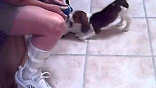 Buster Beagle at 3 months [upl. by Assyl]